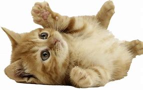 Image result for Kitten Lion Puddle Reflection PNG