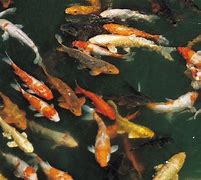 Image result for Bottom Feeder Fish for Koi Pond