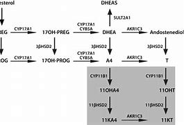 Image result for Adrenal Artery