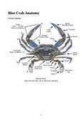 Image result for Blue Crab Anatomy Diagram