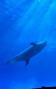 Image result for Nagoya Aquarium