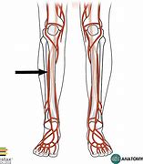 Image result for A Tibialis Ant