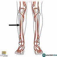 Image result for Anterior Tibial Artery