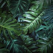 Image result for Tropical Leaves Background Logo