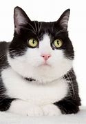 Image result for Fatr White Cat