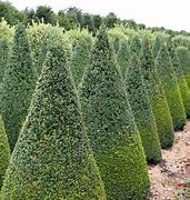 Image result for How to Grow Buxus Plants