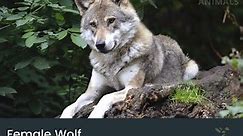 Female Wolf (Behavior, Rank & What They’re Called)