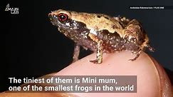 New 'Mini mum' frog is one of the tiniest ever discovered