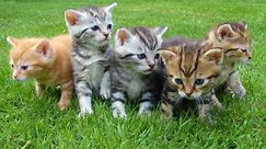 Tips on Catching and Taming Feral Kittens