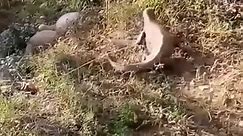 Pitbull VS Porcupine - Porcupine Attack Dog Who Will Be The Winner