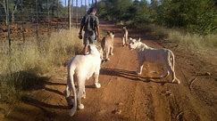 Walking With Lions