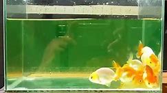 IMPORTED from Thailand Red & White... - AquaMon's Fish Depot