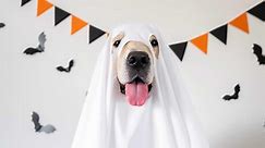 15 DIY Dog Costumes That Are So Easy To Make It’s Scary