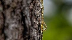 Why Is My Tree Bleeding Sap? 5 Likely Causes   Solutions - Rennie Orchards