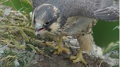 Peregrine Falcons, The Fastest Animal in the World | Scotland: The New Wild