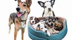 Mixed Breed Dogs for Sale - Latest Pet Ads - Buy, Sell, Adopt