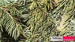 Spruce Diseases