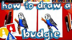 How To Draw A Budgie Parakeet