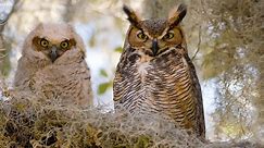 Great Horned Owl Identification, All About Birds, Cornell Lab of Ornithology