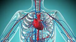 How Open vs. Closed Circulatory Systems Function