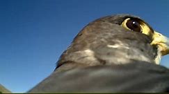 WATCH: Ride on the Back of a Soaring Falcon