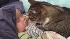 Cats Love Babies