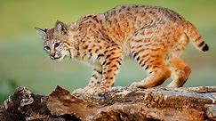 Bobcat Sounds