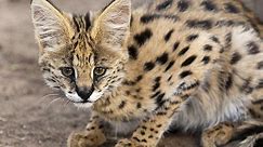 Meet the Serval Cat, a Wild African Feline