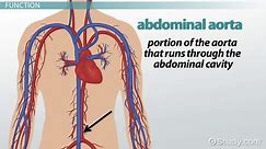 Renal Artery: Definition & Function