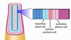 Secondary Growth: The Vascular Cambium