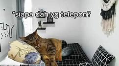 part 1 POV: beb ngajak jalan #meme#catlover#meme#kucinglucu#catmeme#cat