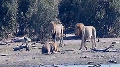 Male Lions Isolated From Herd 🦁🦁🦁