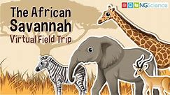 African Savannah – Virtual Field Trip