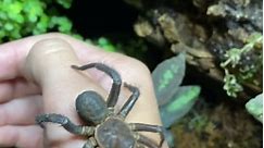 Trapdoor Spider from China