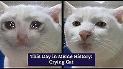 This Day in Meme History: Crying Cat