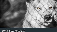 Wolf Eye Colors: Yellow, Green, Blue & Orange