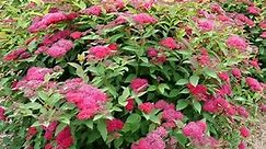 Guide to Growing Shrubs  - Garden Design