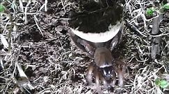 Trapdoor Spider Lunges At A Wolf Spider