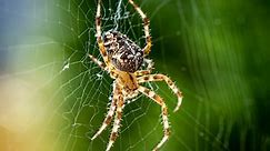 10 Common Brown Spiders In California