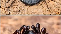 Trapdoor Spider 🕷️ If You See This, Don't Touch It! #trapdoorspider #spider #spiders #arachnid #wildlife | 1 Minute Animals