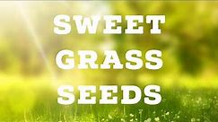 Sweetgrass Seeds