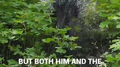 Porcupine resists being saved and pricks its rescuers