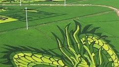 Exquisite paddy field artwork in north China's Hebei