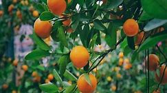 How to grow kumquat tree from seed at home