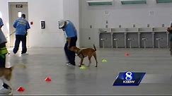 Soledad prison inmates train shelter dogs