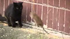 Giant Russian Rat Attacks Cats [HQ]