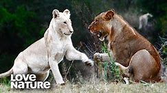 Mother Lionesses Fight Off Rival Male to Protect Cubs