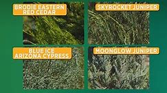 Gardening 101: Evergreen trees and shrubs