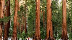 17 EPIC Things to Do in Sequoia National Park (Helpful Guide)