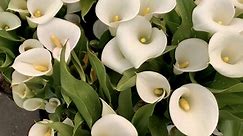 How to Plant and Grow Calla Lily